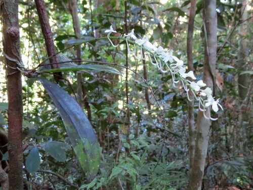 Aerangis citrata, photograph 3