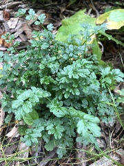 Cardamine impatiens
