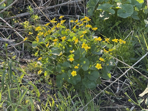 marsh marigold