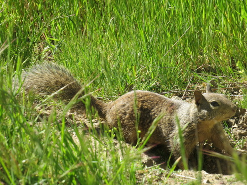 iNaturalist observation photo of California Ground Squirrel