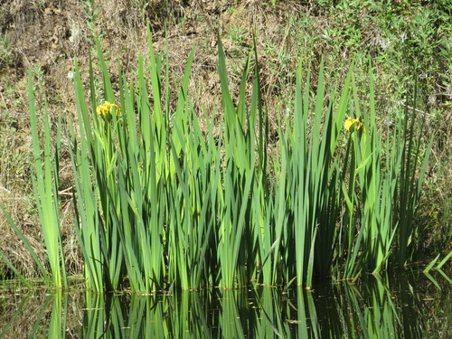 iNaturalist observation photo of Yellow Iris