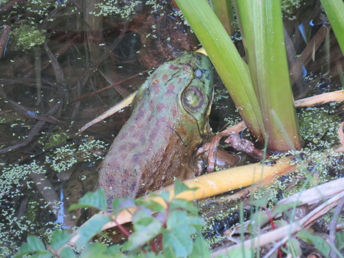 iNaturalist observation photo of American Bullfrog