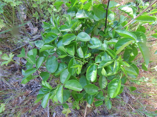 iNaturalist observation photo of forest scurfpea