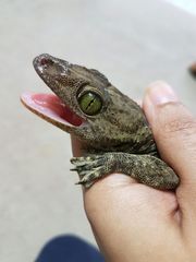 Gekko smithii