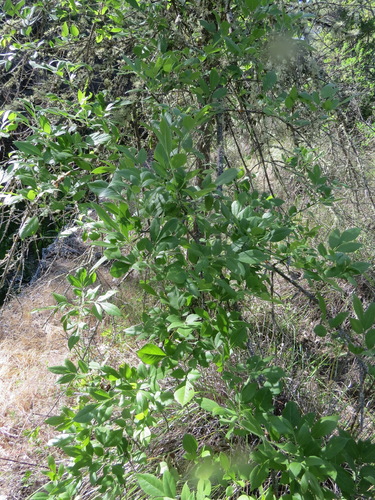 iNaturalist observation photo of ashes