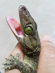 Gekko smithii
