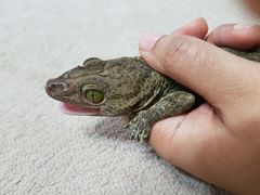 Gekko smithii