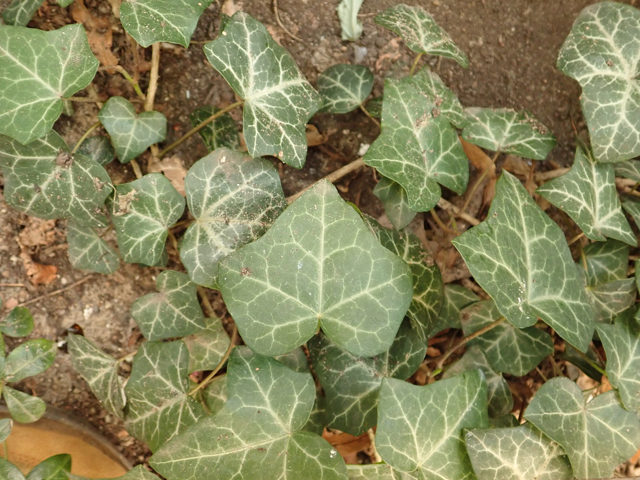 서양송악(Hedera helix): 기원과 용도 — 사진 3