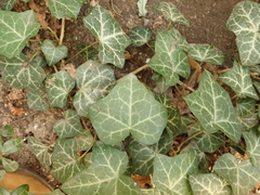 Hedera helix — photo 2