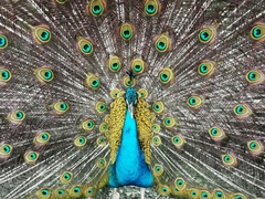 Pavo cristatus