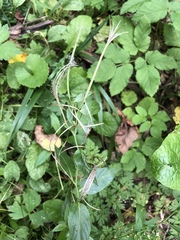 Epilobium adenocaulon