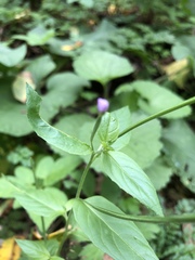 Epilobium adenocaulon