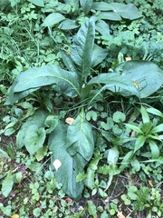 Symphytum
