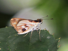 Vettius fantasos