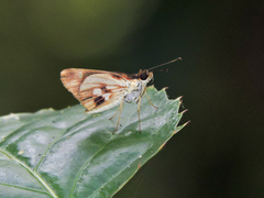 Vettius fantasos