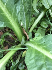 Symphytum