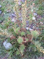 Artemisia chamaemelifolia
