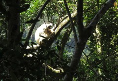 Propithecus candidus