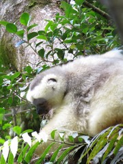 Propithecus candidus