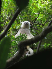 Propithecus candidus