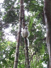 Propithecus candidus