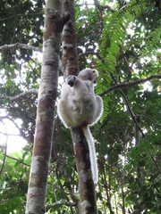 Propithecus candidus