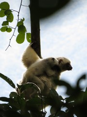 Propithecus candidus