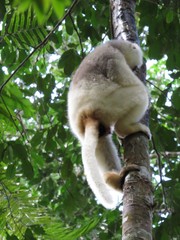 Propithecus candidus