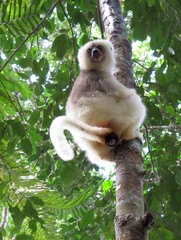 Propithecus candidus
