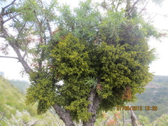 Arceuthobium oxycedri