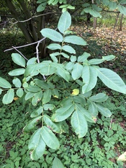 Juglans regia