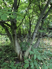 Juglans regia