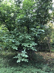Juglans regia