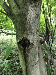 Juglans regia