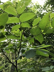 Juglans regia