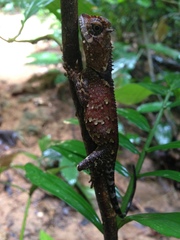 Acanthosaura meridiona