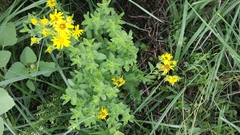 Heterotheca cryptocephala