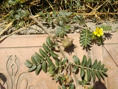 Tribulus terrestris