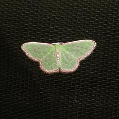Nemoria lixaria