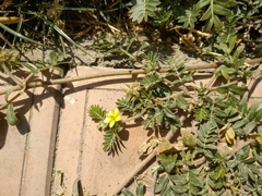 Tribulus terrestris