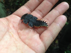 Platerodrilus