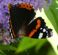 Vanessa atalanta
