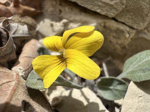 Charleston Violet (Viola charlestonensis)