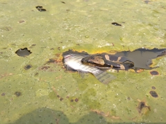 Homalopsis buccata