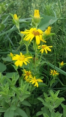 Heterotheca cryptocephala