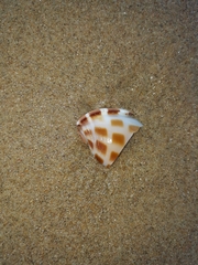 Phalium areola