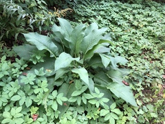Symphytum