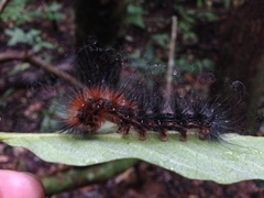 Lepidoptera