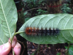 Lepidoptera