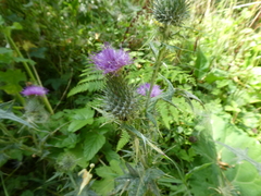 Cirsium vulgare